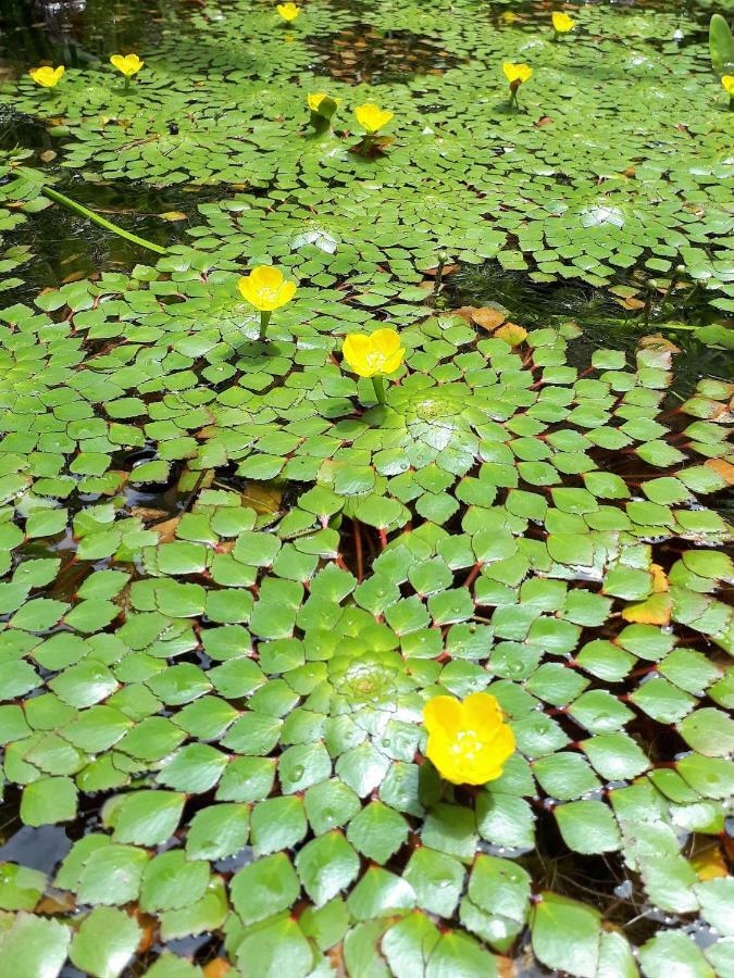 Sari Village Jungle Retreat بانتايْ تْشينانغ المظهر الخارجي الصورة